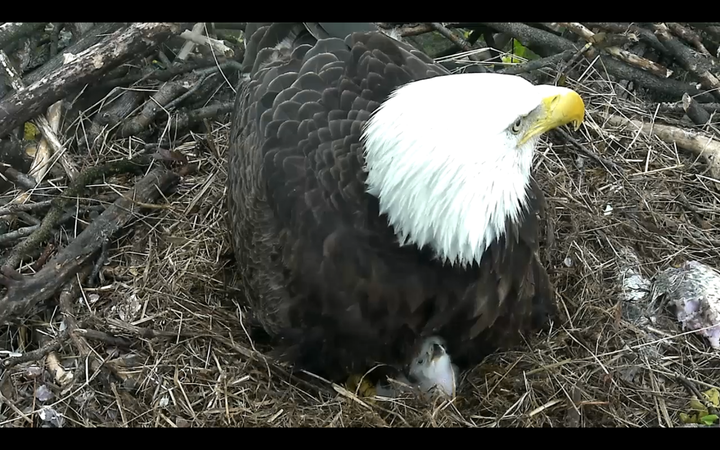 The oldest baby was eager for breakfast Sunday morning, with the hatchling refusing to stay buried beneath its parent's warm feathers.