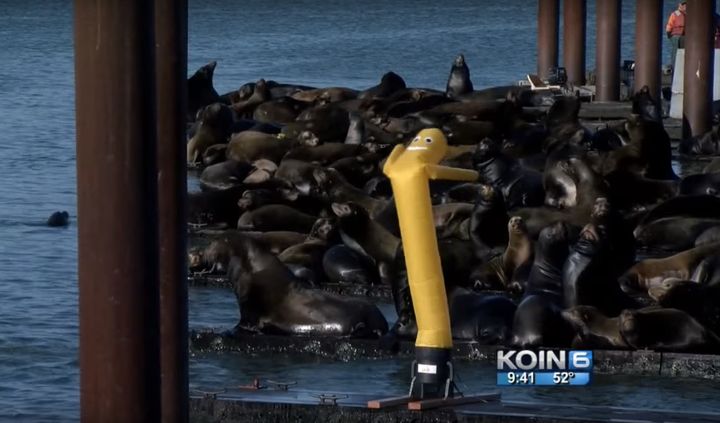 Inflatable tube dancers are being used to scare sea lions from docks in Oregon.