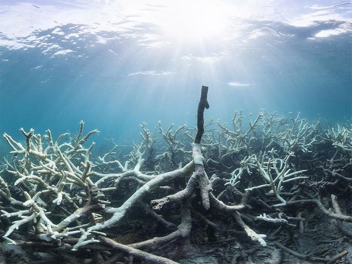 Coral bleaching at Lizard Island, Great Barrier Reef. 