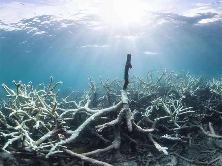This March 2016 photograph shows coral bleaching of the Great Barrier Reef near&nbsp;Australia's Lizard Island.