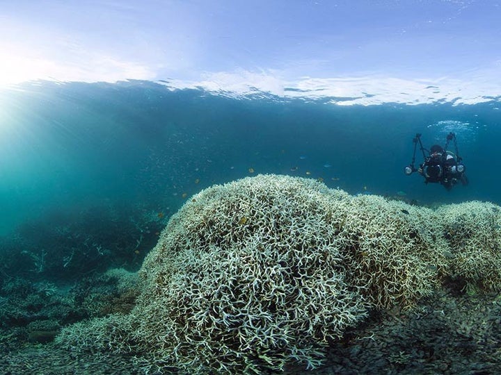 Coral bleaching at Lizard Island, Great Barrier Reef.