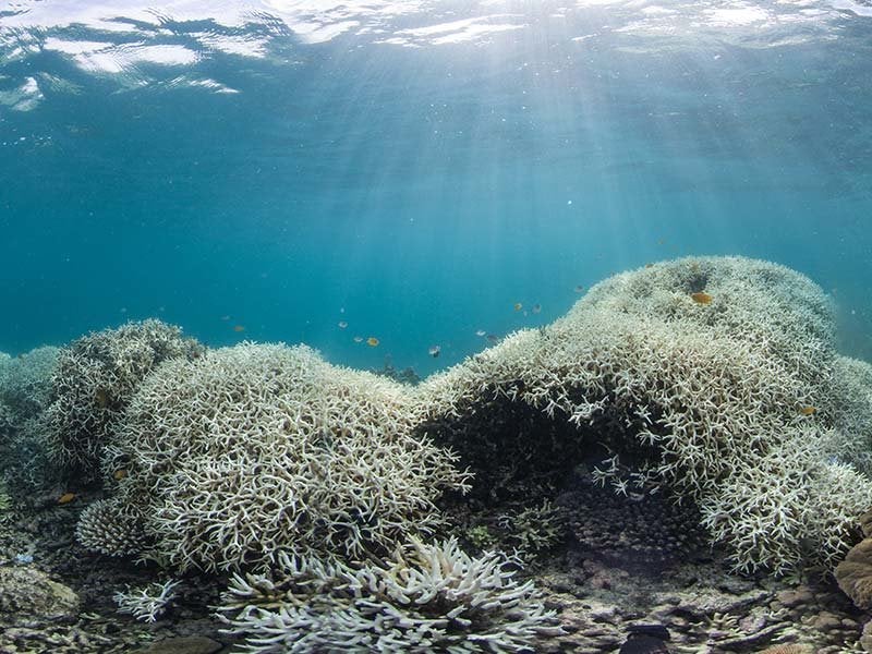 Coral bleaching at Lizard Island, Great Barrier Reef.