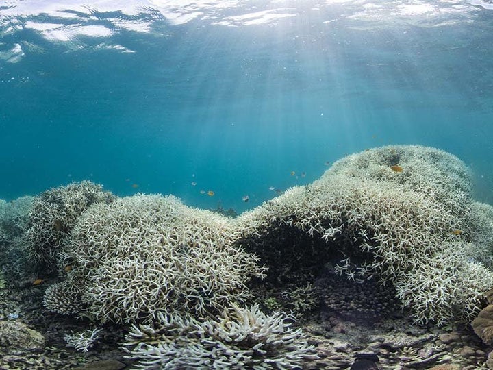 Coral researchers see 'mass mortality' amid Florida Reef bleaching crisis