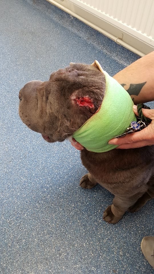 Boo needs surgery but her condition is not life threatening