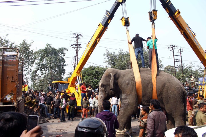 Authorities in Siliguri eventually tranquilized the elephant and returned it to the forest.