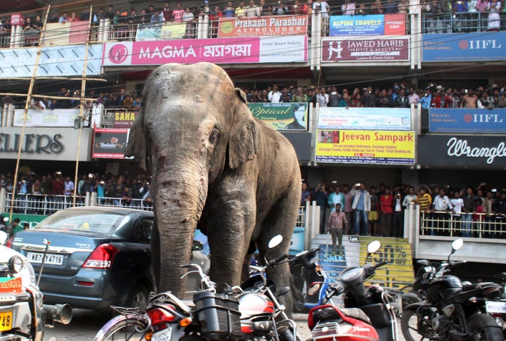 A wild elephant wandered into the Indian town of Siliguri last month, damaging cars and homes.