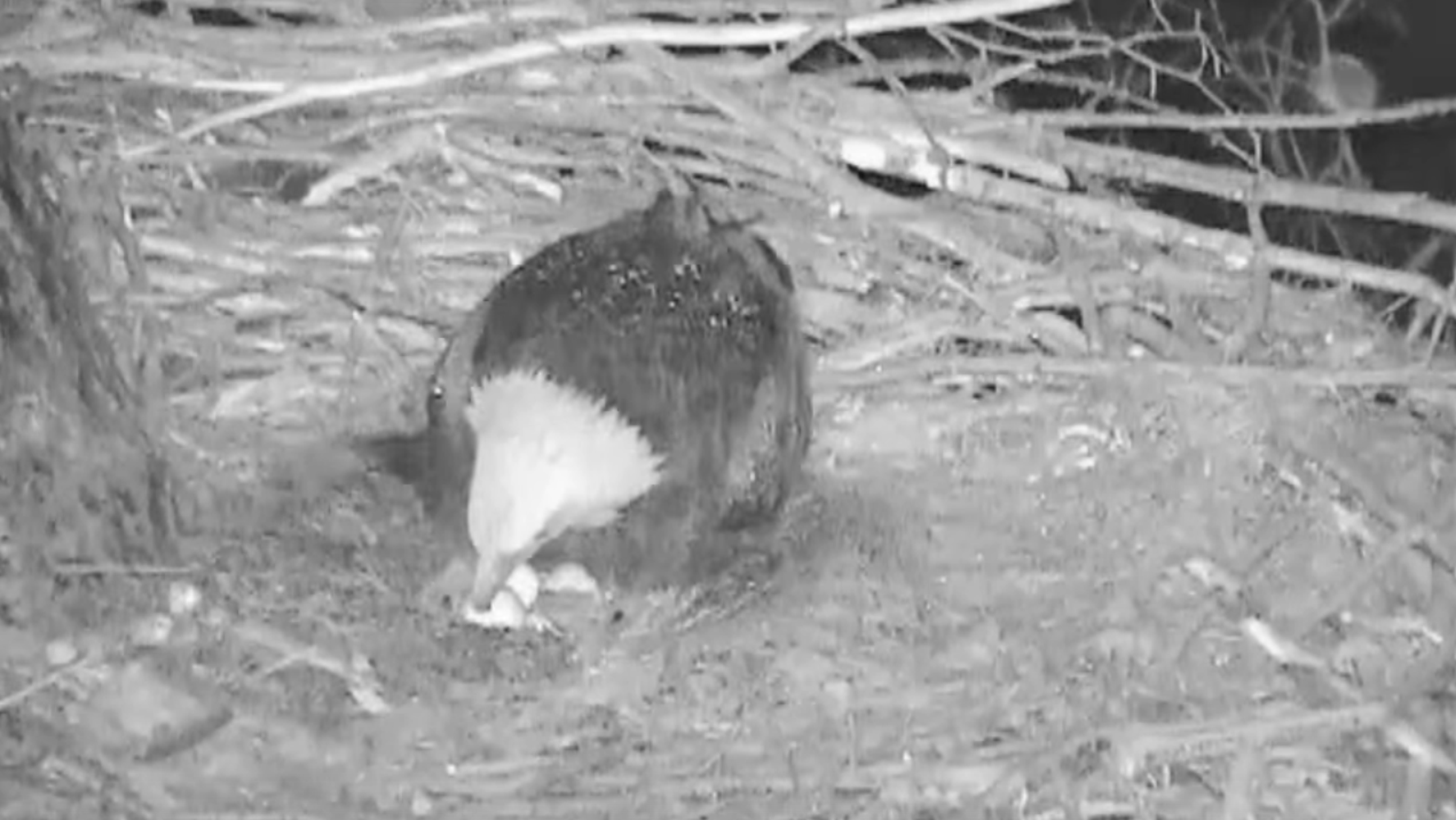 First Eaglet Hatches In Hays Bald Eagle Nest | HuffPost Impact