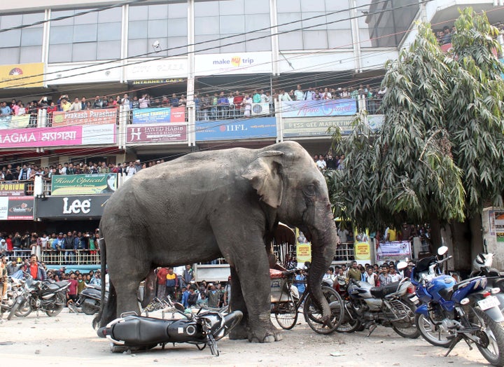 A wild elephant killed a man in West Bengal state on Monday. A different elephant, pictured here, crushed vehicles and houses while walking through the town of Siliguri, India, in February.