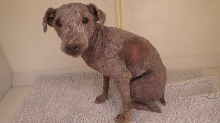 A terrier found wandering South Yorkshire streets with skin condition so bad it had left her scabby and bald