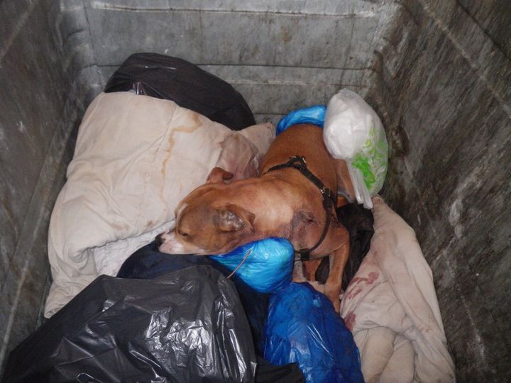 A bull terrier was stabbed 11 times and then dumped in a bin to slowly bleed to death