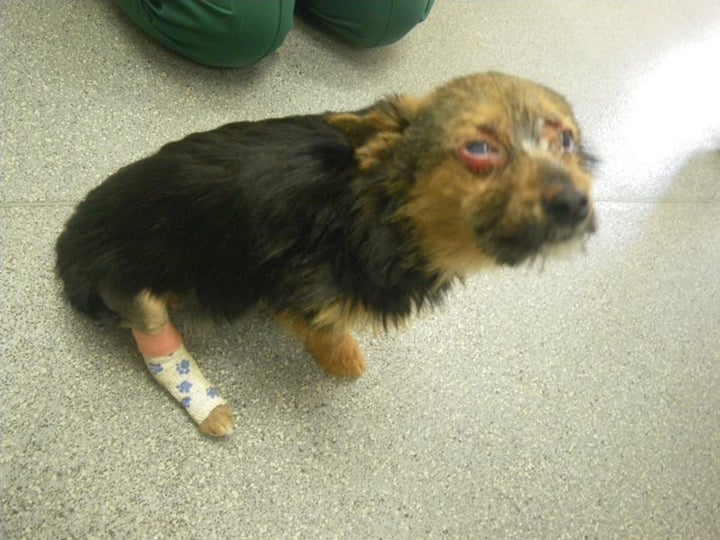 'Chunky' the Chihuahua cross was stolen, set on fire, and punched and attacked until his neck broke. He was then dumped at a rubbish tip to die.