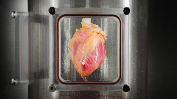 A partially "recellularized" human whole-heart cardiac scaffold, being cultured in a bioreactor.