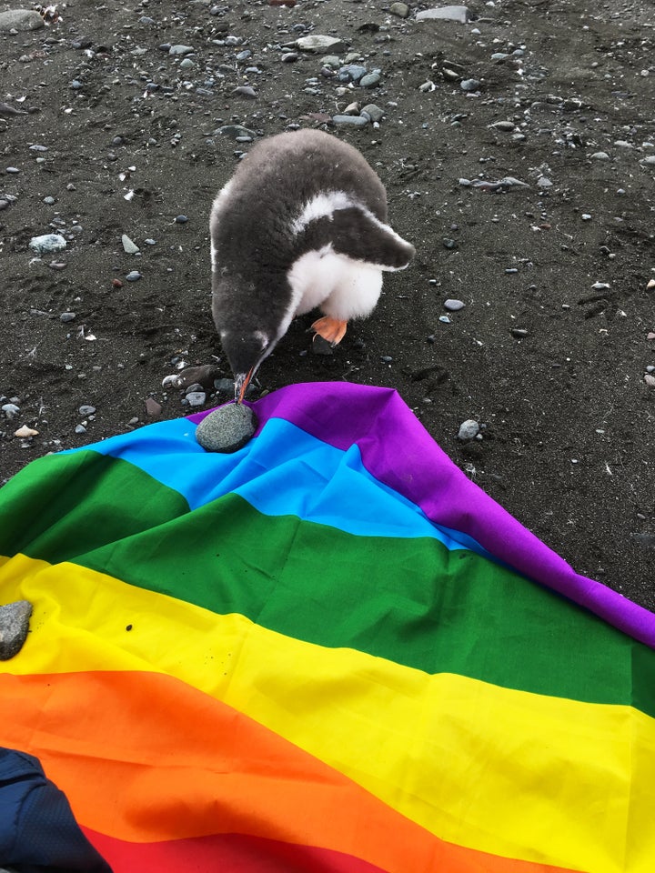 A penguin lends a helping beak. 