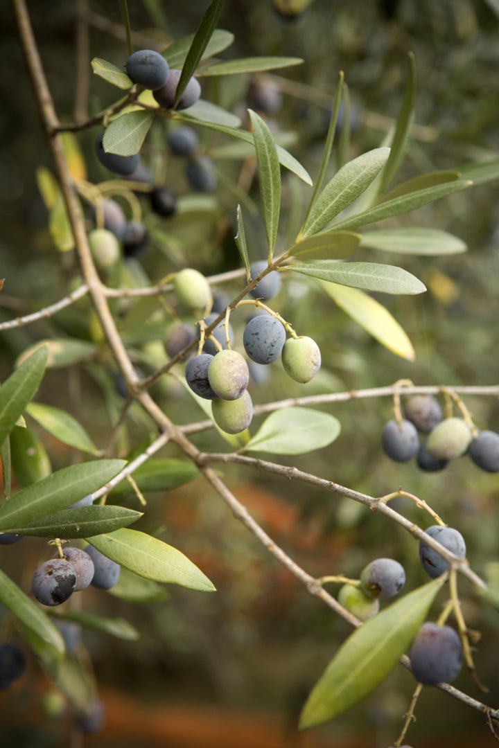 Proof that green and black olives both grow from the same tree.