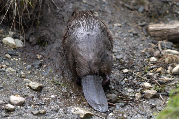 is-beaver-butt-really-used-to-flavor-your-dessert-here-s-what-you