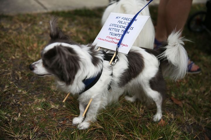This dog, who wears a sign reading "My foreign policy experience is better than Trump's," would likely be an ideal tenant.
