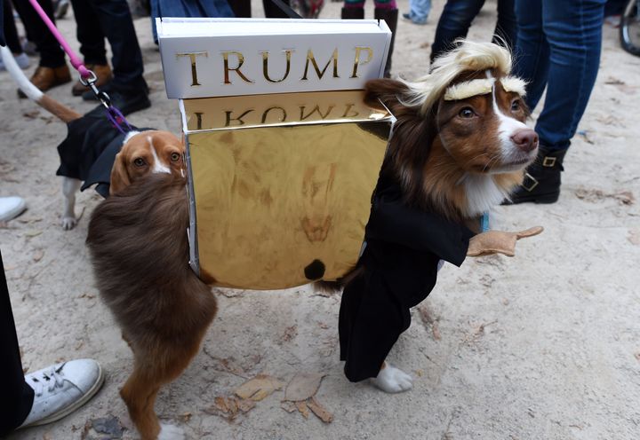The landlord does not have a clear policy on dogs that are also Trump impersonators. (See more of this dog on her Instagram account, @RubyTheMini)