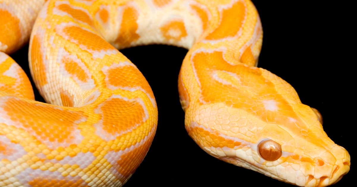 Angry Customer Unleashes 13-Foot-Long Python In A Los Angeles Sushi ...