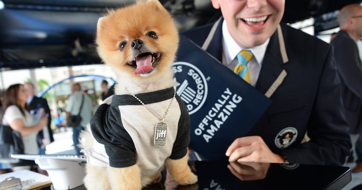 Record Setting Dogs 19 Dogs Who Hold Guinness World Records | HuffPost UK Comedy