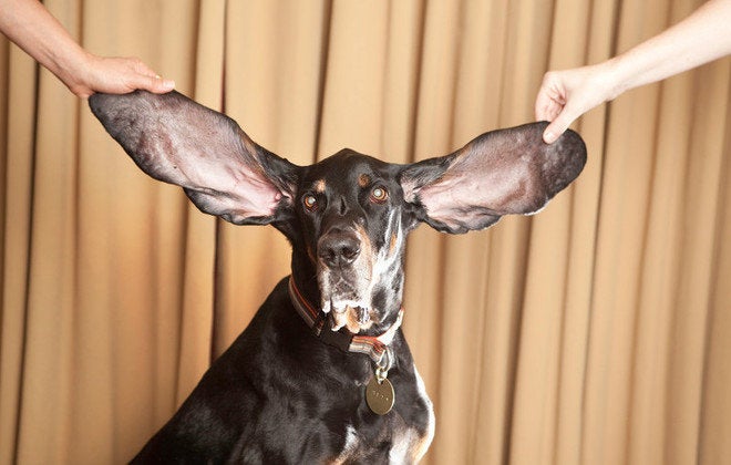 guinness world records biggest dog