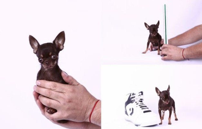 Smallest dog in the best sale world record