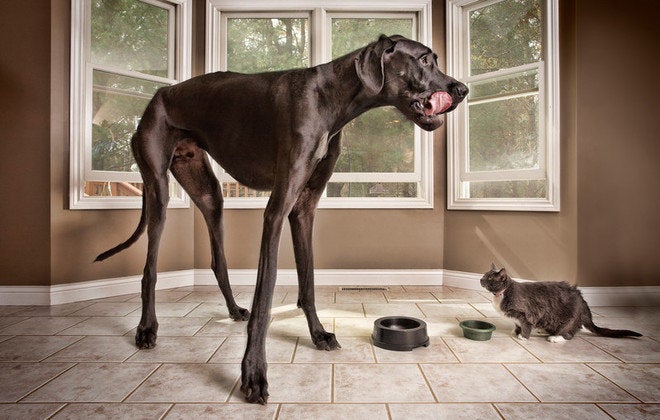 Tallest dog ever