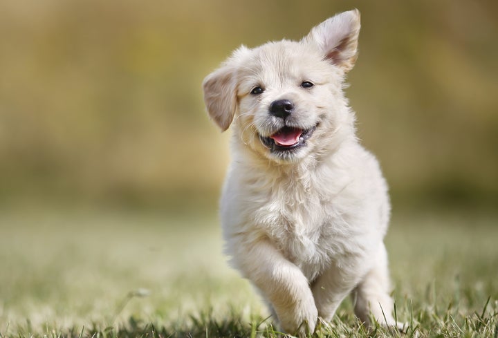 This is not a lawmaker's puppy. It's a bonus puppy!
