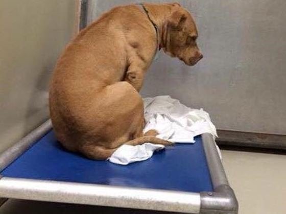 sad dog in shelter