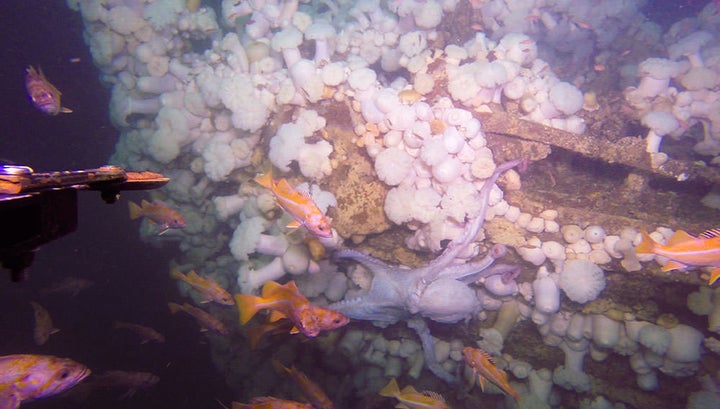 There's now abundant sea life living on and around the wreck.