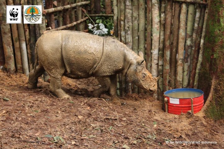 WWF safely captured a female Sumatran rhino in Kalimantan earlier this month. The critically endangered animal will be re-homed in a sanctuary.