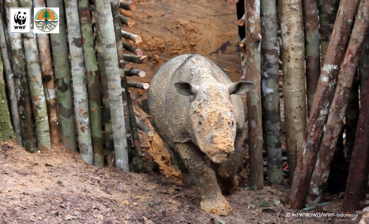 The female Sumatran rhino, captured in Kalimantan, is estimated to be 4 or 5 years old.