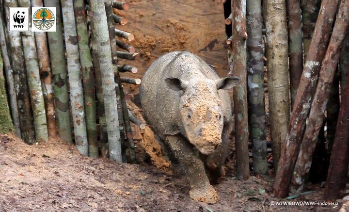 The female Sumatran rhino, captured in Kalimantan, is estimated to be 4 or 5 years old.