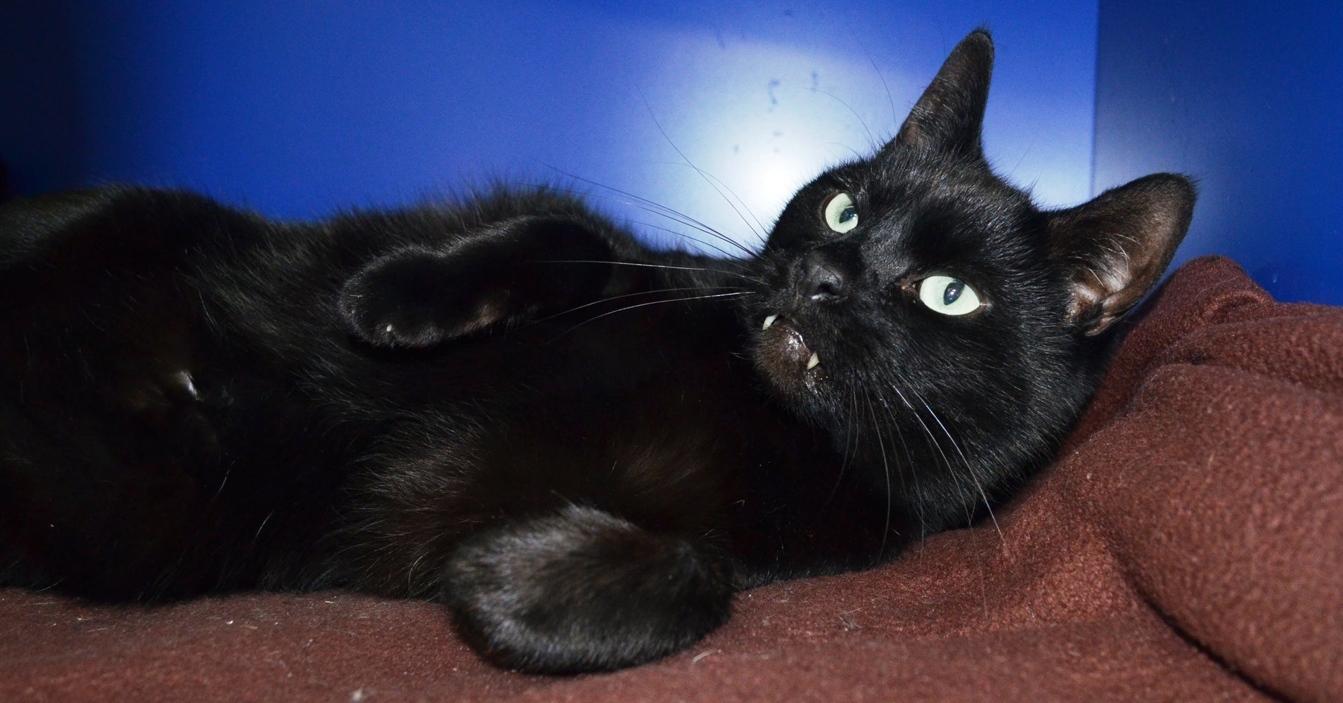 'Vampire' Cat Charms With Fangtastic Look, Finds Forever Home