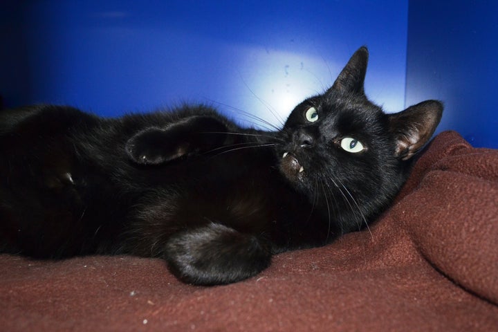 Behold! Rory and his fabulous fangs. 