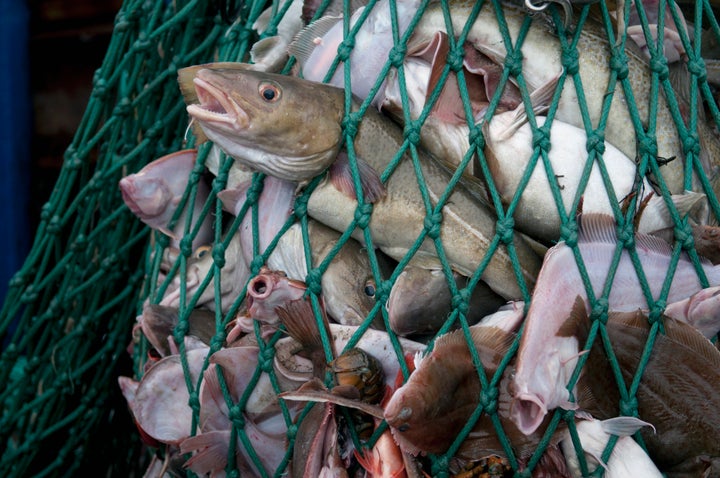 A fishing net full of Atlantic cod, yellowtail flounder and American lobster.