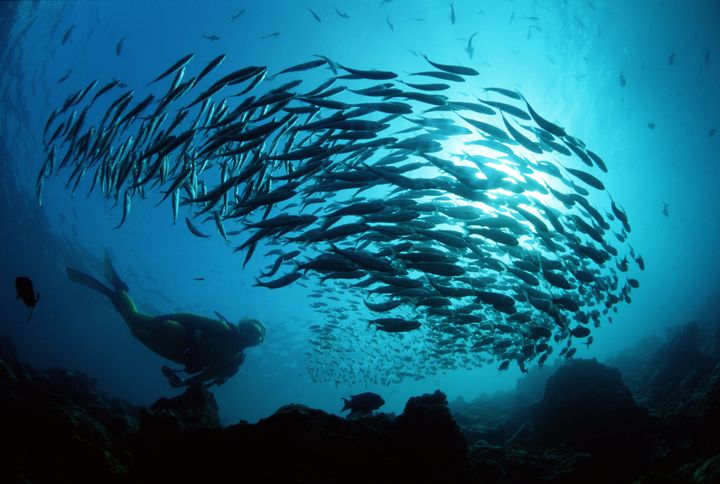 A school of black-striped salema fish.