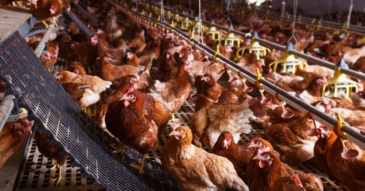 Animal Welfare Codes To Be Scrapped By The Government And Powers ...