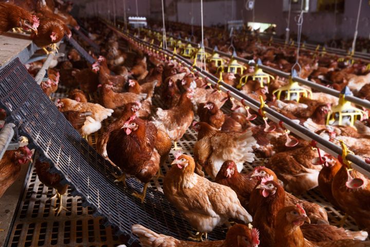 The government is planning to scrap animal welfare codes, starting with chickens.