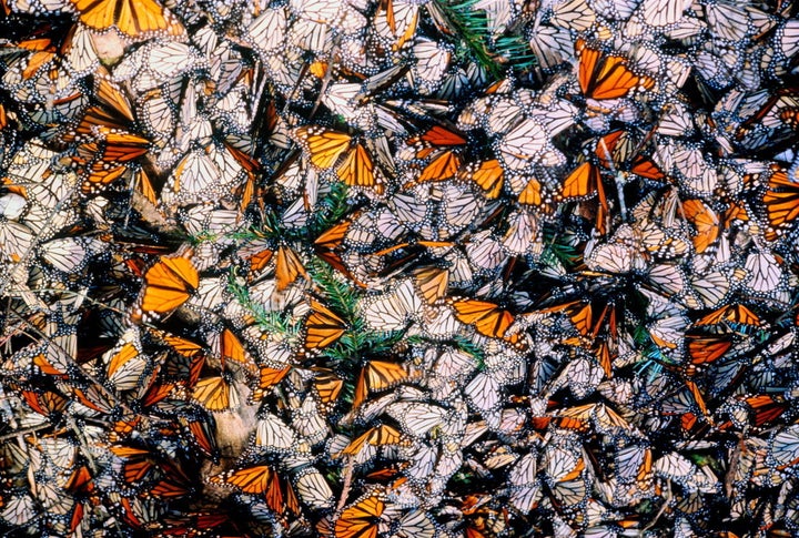 Monarch butterflies on a forest floor in Mexico.