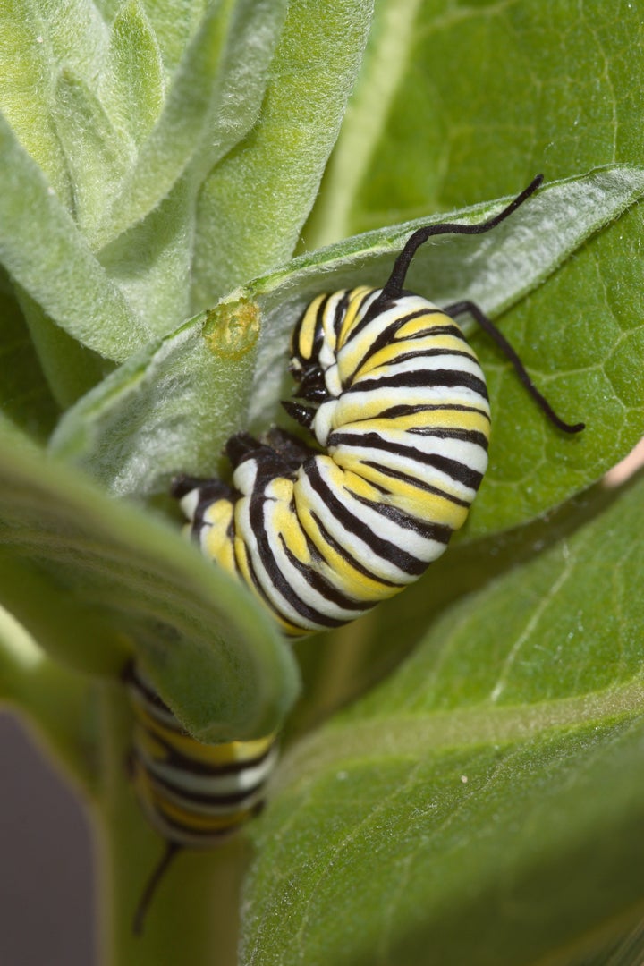 A monarch caterpillar munching on a milkweed plant.