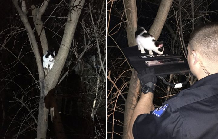 Officers with Nebraska's La Vista Police Department helped save a cat that was found stuck in a tree (left) by guiding it down with a red laser (right).