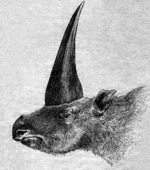 The first published artistic restoration of Elasmotherium sibiricum, in 1878.