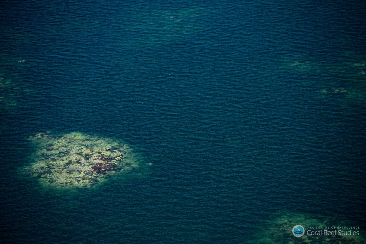 A patch of bleached coral stands out in a section of the Great Barrier Reef photographed during a recent survey of the structure's health.