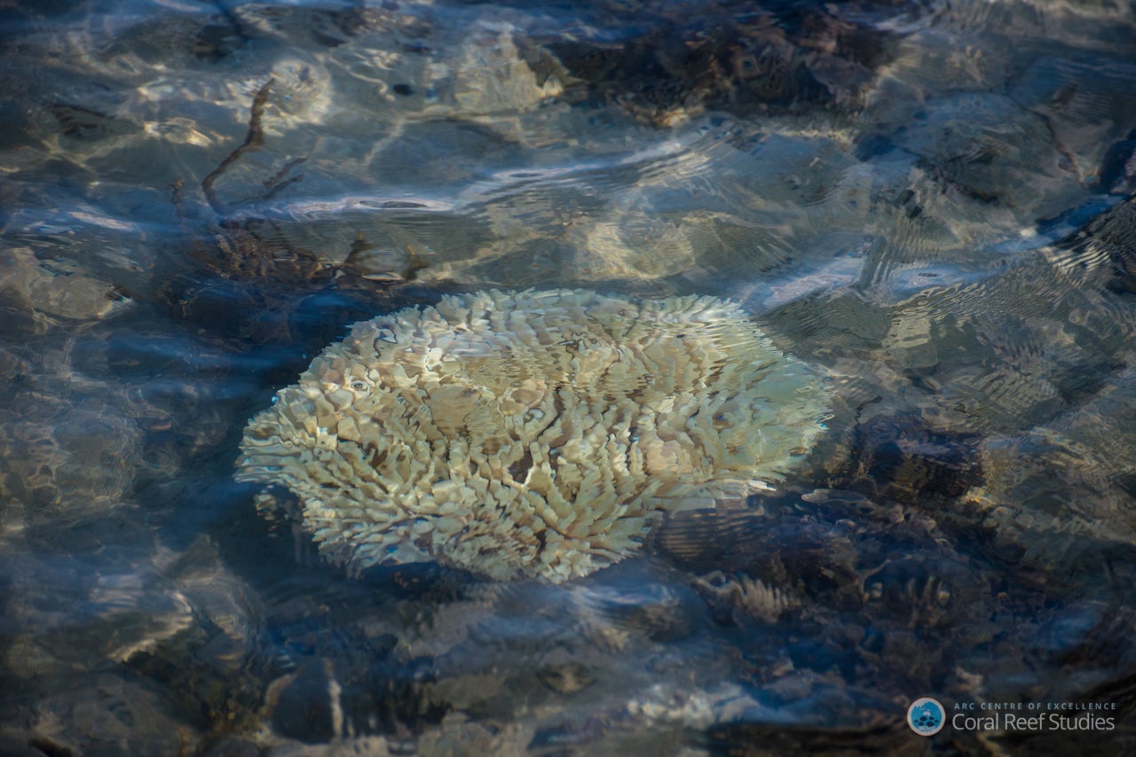 Coral takes on a ghostly white appearance once bleached. The bleaching can spread and entire structures can die if the oceans don't normalize.