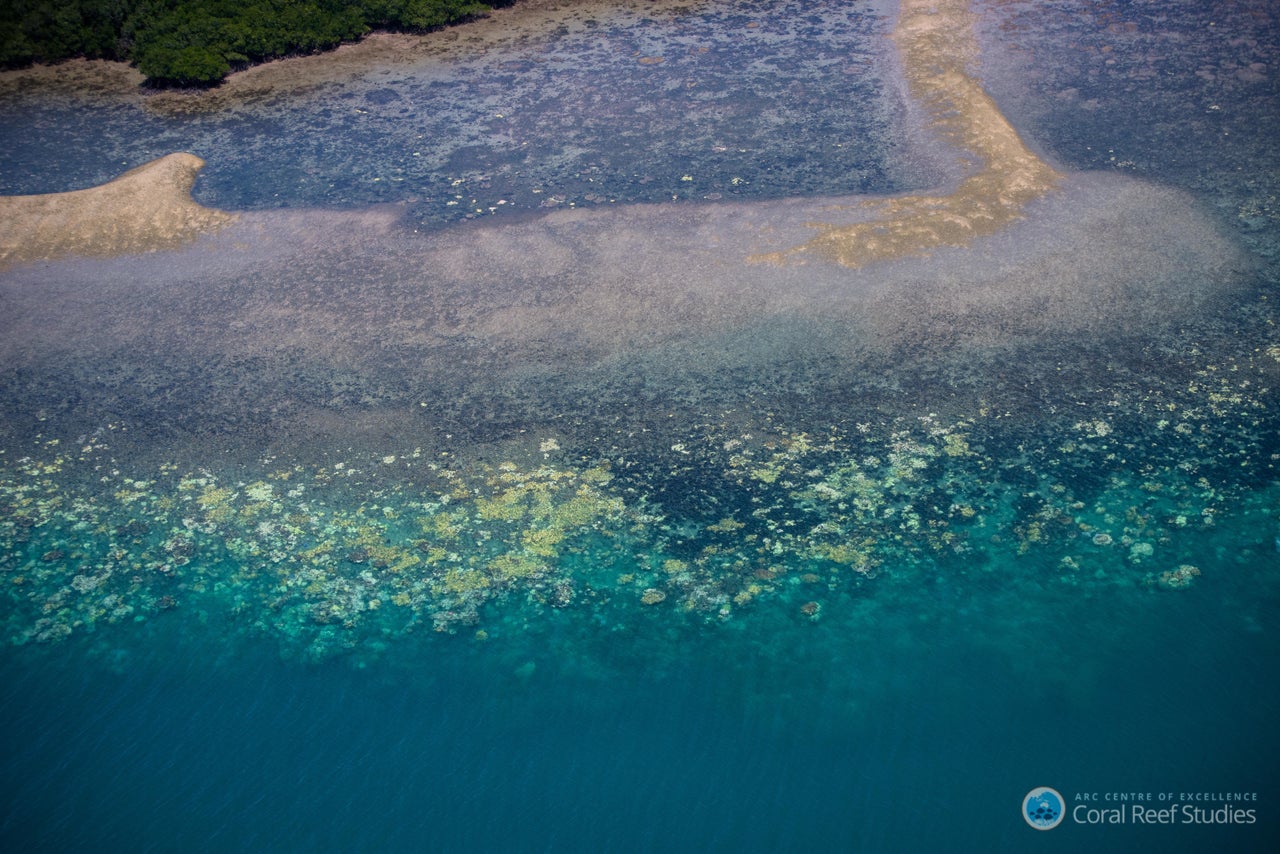 A band of starkly white coral that has been bleached in the latest event.