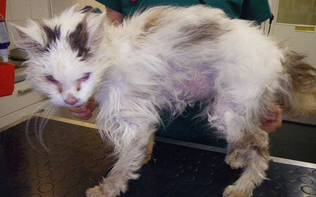 When To Put A Cat Down PetsWall