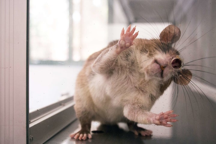 Photo shows a giant rat used to detect tuberculosis-causing bacteria at Apopo research center in Eduardo Mondlane University in Maputo, Mozambique, on February 25, 2015. (ADRIEN BARBIER/AFP/Getty Images)