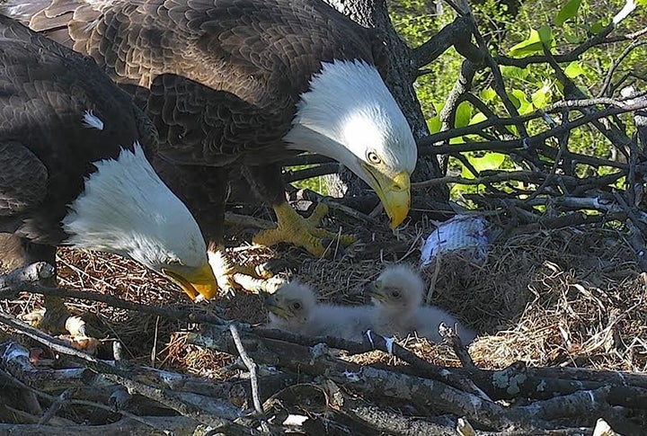 Proud parents "Mr. President" and "The First Lady" are seen caring for their recently hatched eaglets in Washington, D.C.