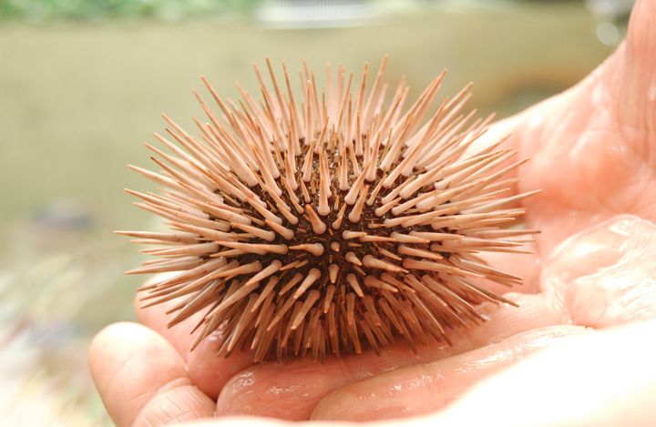 Sea urchin, right out of the ocean.