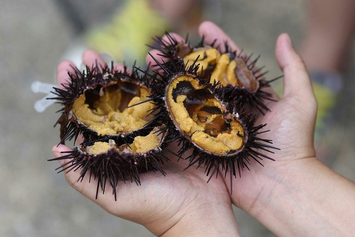 The inside of a sea urchin. 